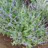 Perovskia atriplicifolia CrazyBlue Portfolio Russian Sage True 1 gal. Container