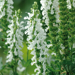 Salvia X Nemorosa Lyrical White Portfolio Meadow Sage True 1 gal. Container  