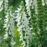 Salvia X Nemorosa Lyrical White Portfolio Meadow Sage True 1 gal. Container  