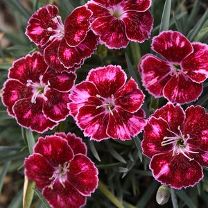 Dianthus x Mountain Frost Ruby Glitter Portfolio Pinks True 1 gal. Container