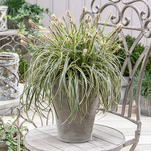 Carex oshimensis Feather Falls Portfolio Japanese Sedge True 1 gal. Container