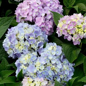 Hydrangea macrophylla Painted Sky Portfolio Big Leaf Hydrangea