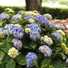 Hydrangea Macrophylla Painted Sky Portfolio Big Leaf Hydrangea 3 gal. Container