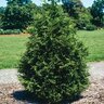 Thuja Green Giant Portfolio Arborvitae 25-30 gal. Container