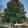 Magnolia Grandiflora Little Gem Portfolio Southern Magnolia 45 gal. Container
