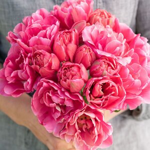 Multi Bulb Portfolio Tropical Sunset Blend 50 Count Bag