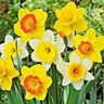 Narcissus Bulb Portfolio Exhibition Mixture Daffodil 50 Count Bag