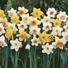 Narcissus Bulb Portfolio Exhibition Mixture Daffodil 50 Count Bag
