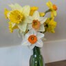 Narcissus Bulb Portfolio Exhibition Mixture Daffodil 50 Count Bag