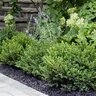 Buxus Microphylla Little Missy Portfolio Boxwood
