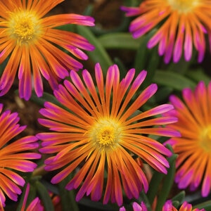 Delosperma X Ocean Sunset Orange Glow Portfolio Ice Plant True 1 gal. Container 