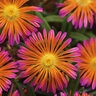 Delosperma X Ocean Sunset Orange Glow Portfolio Ice Plant