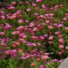 Delosperma X Ocean Sunset Orange Glow Portfolio Ice Plant