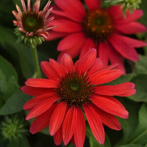 Echinacea X Sombrero Tres Amigos Portfolio Coneflower