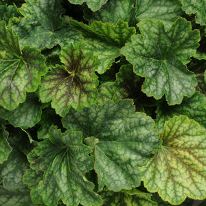 Heuchera X Villosa Carnival Cocomint Portfolio Coral Bells True 1 gal. Container