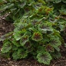 Heuchera X Hybrida Carnival Cocomint Portfolio Coral Bells