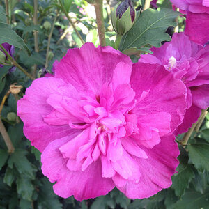 Hibiscus Syriacus Raspberry Smoothie Portfolio Rose of Sharon 7 gal. Container