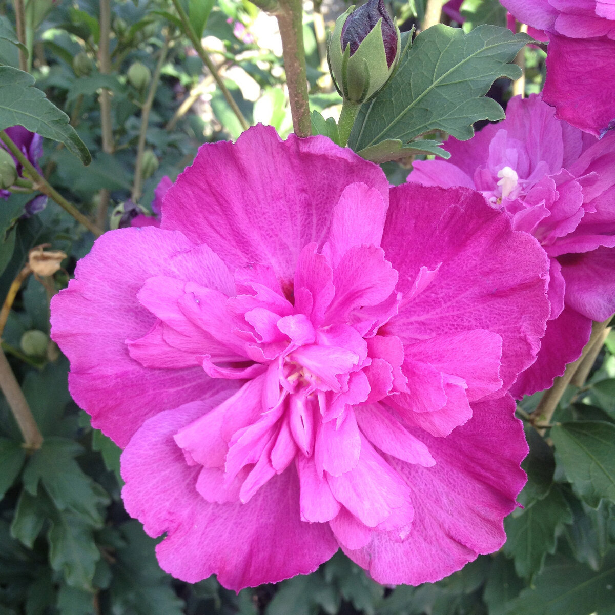 Hibiscus syriacus Raspberry Smoothie Portfolio Rose of Sharon | SiteOne US