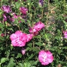 Hibiscus Syriacus Raspberry Smoothie Portfolio Rose of Sharon