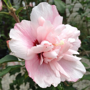 Hibiscus Syriacus Strawberry Smoothie Portfolio Rose of Sharon 7 gal. Container