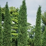 Juniperus Virginiana Taylor Portfolio Eastern Red Cedar
