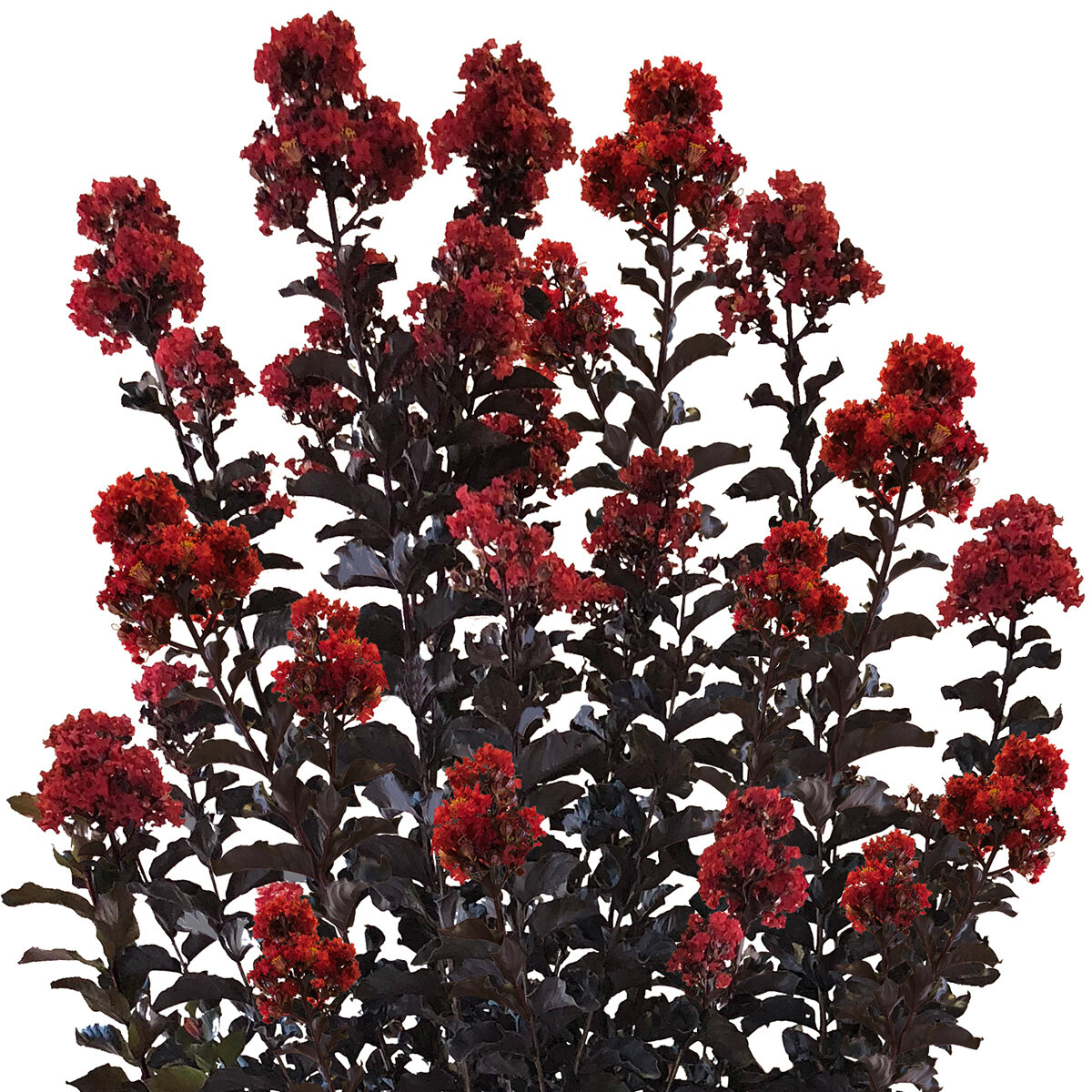 Lagerstroemia x Thunderstruck Rumblin' Red Portfolio Crape Myrtle ...