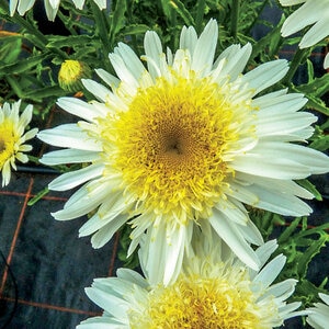 Leucanthemum X Superbum Real Glory Portfolio Shasta Daisy True 1 gal. Container