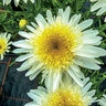 Leucanthemum X Superbum Real Glory Portfolio Shasta Daisy