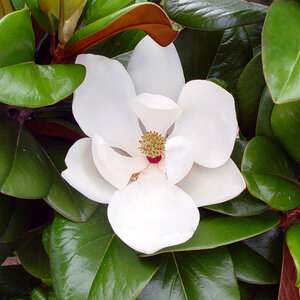 Magnolia Grandiflora Teddy Bear Portfolio Southern Magnolia