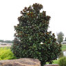 Magnolia Grandiflora Teddy Bear Portfolio Southern Magnolia