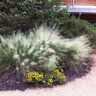 Muhlenbergia Capillaris White Cloud Portfolio Muhly Grass 3 gal. Container