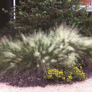 Muhlenbergia Capillaris White Cloud Portfolio Muhly Grass 3 gal. Container