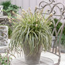 Carex Oshimensis Feather Falls Portfolio Japanese Sedge 3 gal. Container