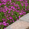 Delosperma X Ocean Sunset Violet Portfolio Ice Plant