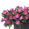 Delosperma X Ocean Sunset Violet Portfolio Ice Plant