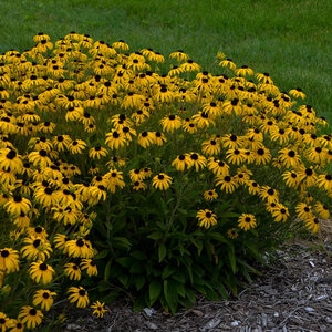 Rudbeckia X American Gold Rush Portfolio Black-Eyed Susan True 1 gal. Container
