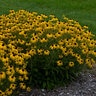 Rudbeckia X American Gold Rush Portfolio Black-Eyed Susan