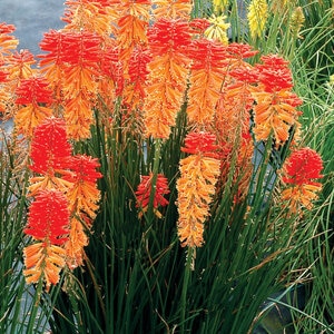 Kniphofia X Poco Sunset Portfolio Red Hot Poker True 1 gal. Container