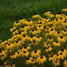 Rudbeckia X American Gold Rush Portfolio Black-Eyed Susan