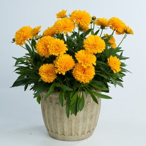 Coreopsis Grandiflora Solanna Golden Sphere Portfolio Tickseed True 1 gal. Container