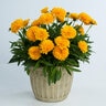 Coreopsis Grandiflora Solanna Golden Sphere Portfolio Tickseed
