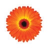 Gerbera Jamesonii Garvinea Sweet Sunset Portfolio African Daisy