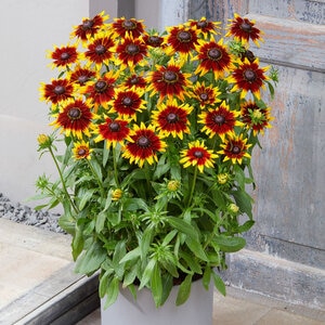 Echibeckia X Summerina Sunbeat Portfolio Echibeckia True 1 gal. Container