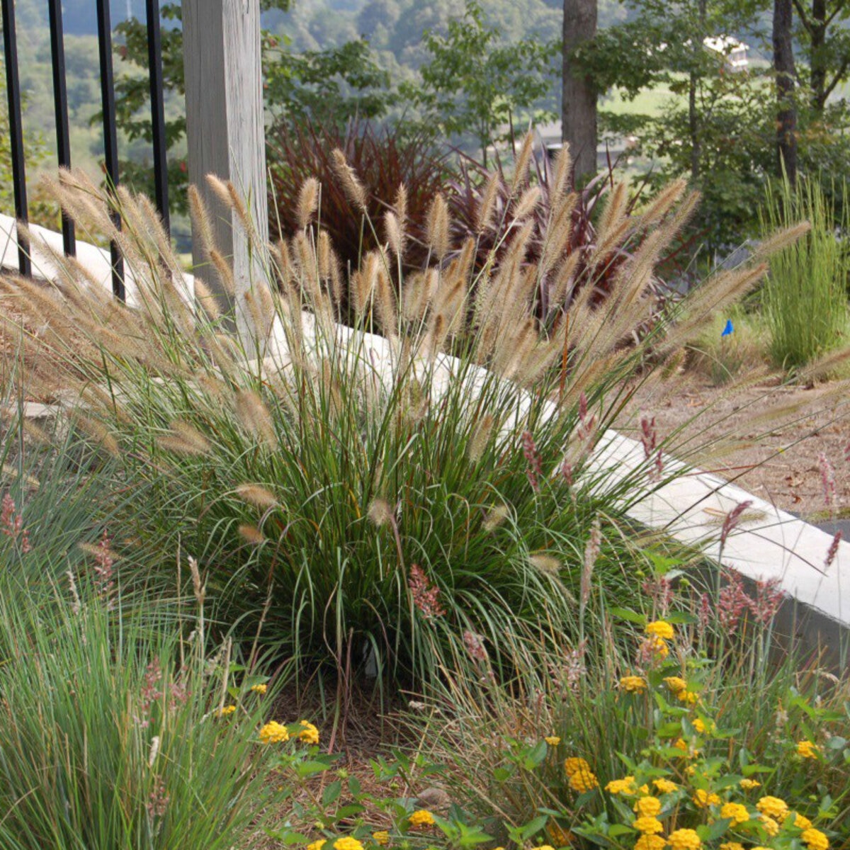 Pennisetum Alopecuroides Praline Portfolio Dwarf Fountain Grass ...