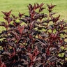 Physocarpus Opulifolius Black Jack Portfolio Ninebark