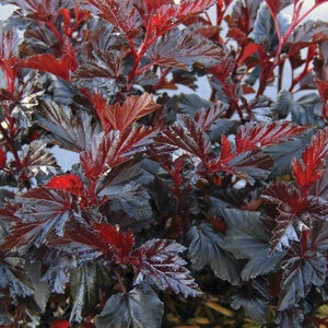 Physocarpus Opulifolius Black Jack Portfolio Ninebark 3 gal. Container