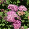 Spiraea Japonica Empire Northern Lights Portfolio Spirea