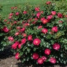 Rosa Floribunda Brick House Pink Portfolio Rose