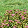 Spiraea Japonica Empire Northern Lights Portfolio Spirea
