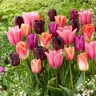 Tulipa Bulb Portfolio Supernova Mixture Tulip 50 Count Bag